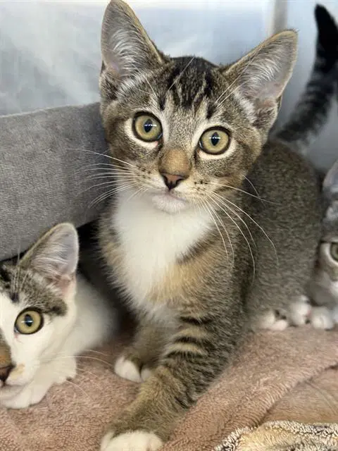 Tiger - Domestic Short Hair