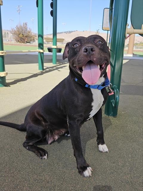 Kira, Pit Bull Terrier
