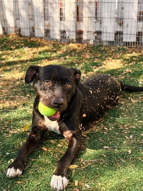 Kira - Pit Bull Terrier
