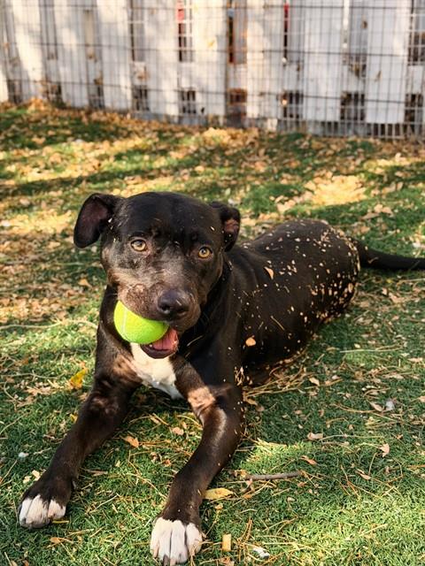 Kira, Pit Bull Terrier (medium coat)