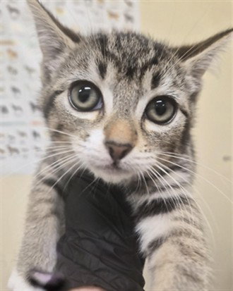 MAYA, a cat for adoption from Fremont (Tricity) Animal Shelter