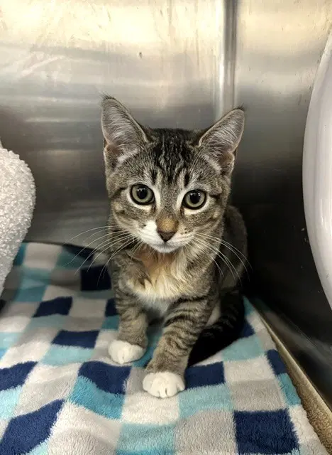 Maya - Domestic Short Hair