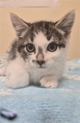 COSMO, a cat for adoption from Fremont (Tricity) Animal Shelter