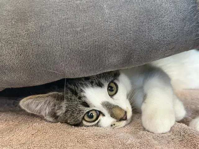 Cosmo - Domestic Short Hair