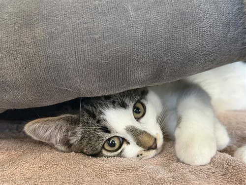 Cosmo, Domestic Short Hair (medium coat)