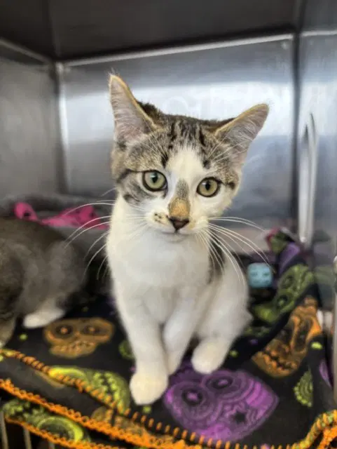 Cosmo - Domestic Short Hair