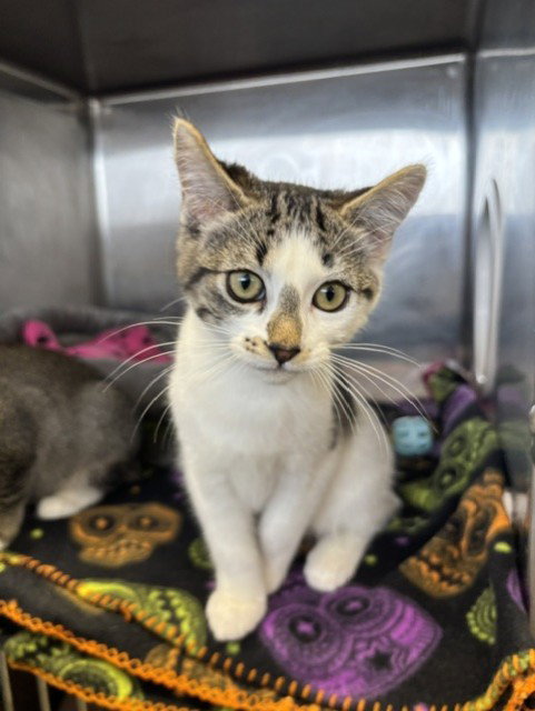 Cosmo, Domestic Short Hair (medium coat)