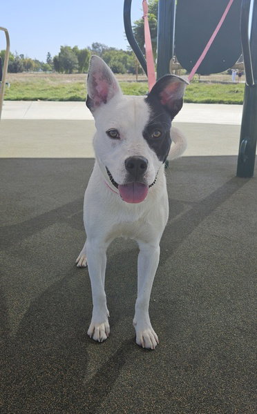 OREO, a dog for adoption from Fremont (Tricity) Animal Shelter