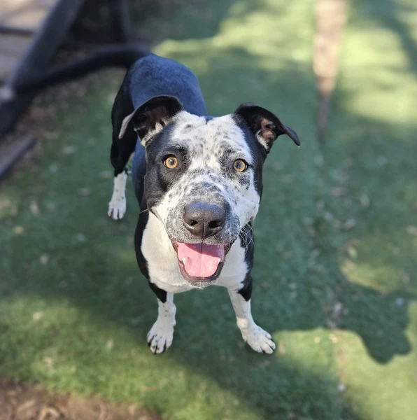 Coco