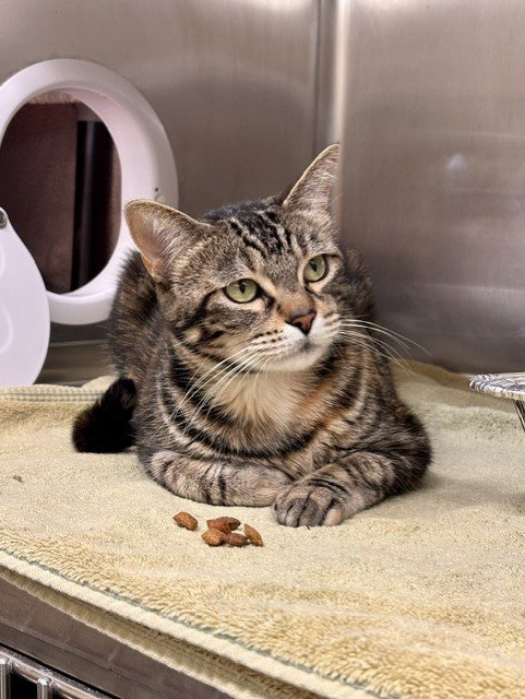 SASSAFRASS, a cat for adoption from Fremont (Tricity) Animal Shelter