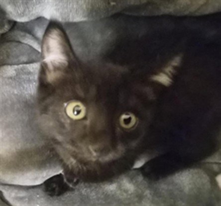 Angus, Domestic Short Hair
