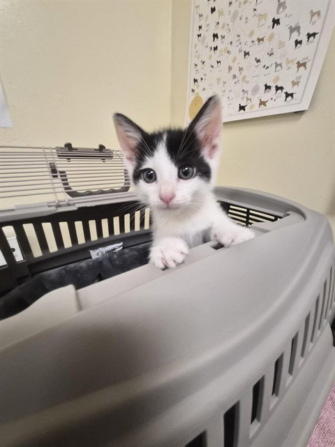 Holstein, Domestic Short Hair