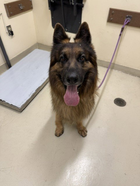 Aslan, German Shepherd Dog