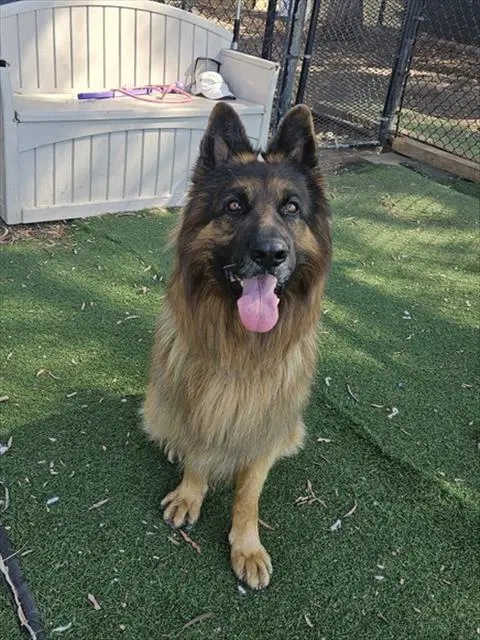 Aslan - German Shepherd Dog