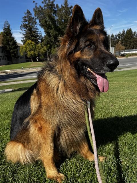 ASLAN