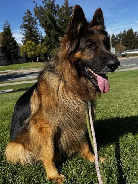 Aslan - German Shepherd Dog