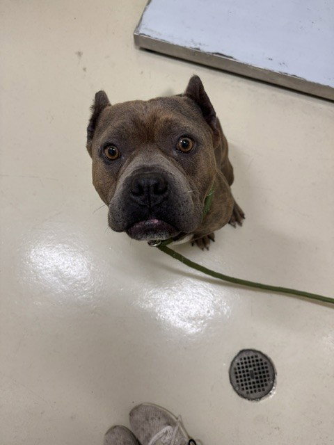 DRACCO, a dog for adoption from Fremont (Tricity) Animal Shelter