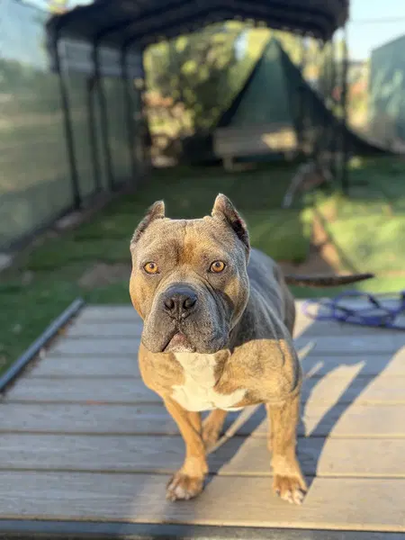 Dracco - Pit Bull Terrier