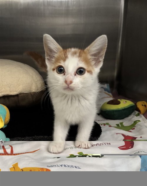 SLOANE, a cat for adoption from Fremont (Tricity) Animal Shelter