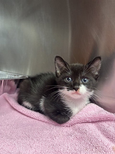 REGINA, a cat for adoption from Fremont (Tricity) Animal Shelter
