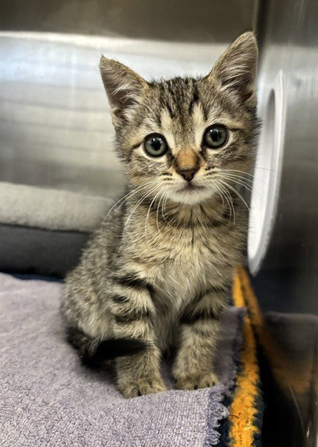 LEO, a cat for adoption from Fremont (Tricity) Animal Shelter