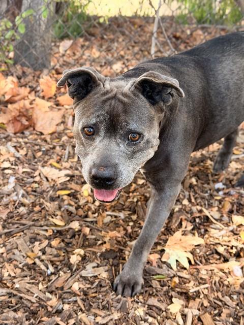 KASEY, a dog for adoption from Fremont (Tricity) Animal Shelter