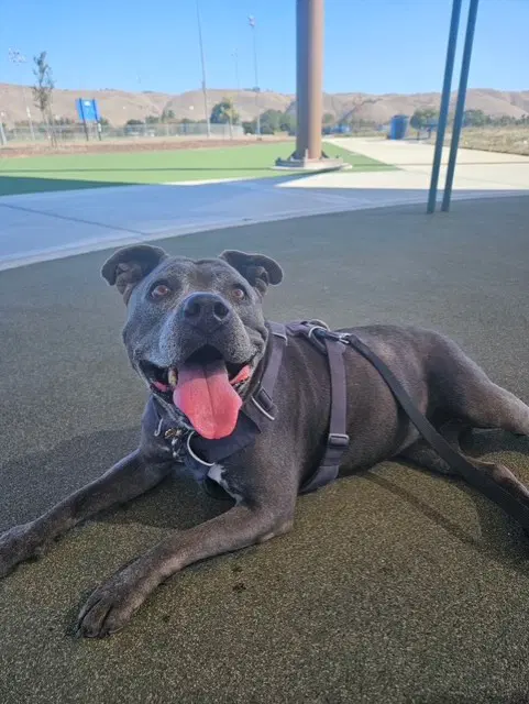 Kasey - Pit Bull Terrier