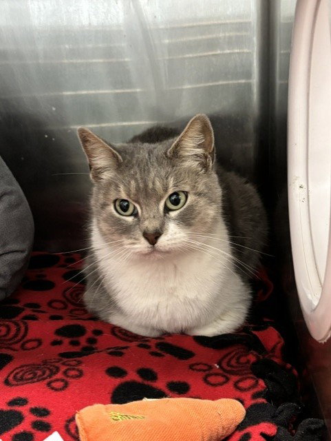 SERAPHINA, a cat for adoption from Fremont (Tricity) Animal Shelter