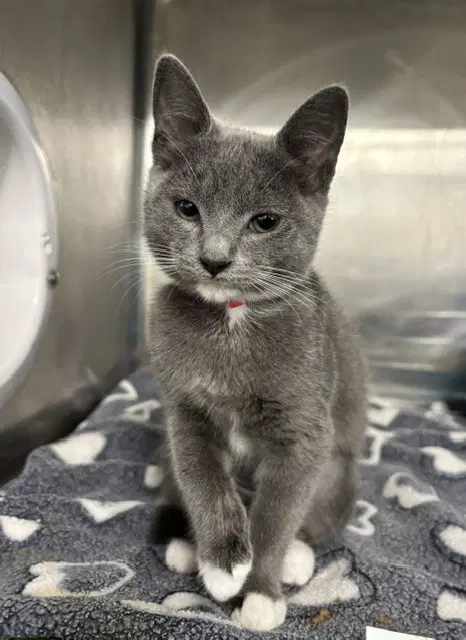 Harmony - Domestic Short Hair