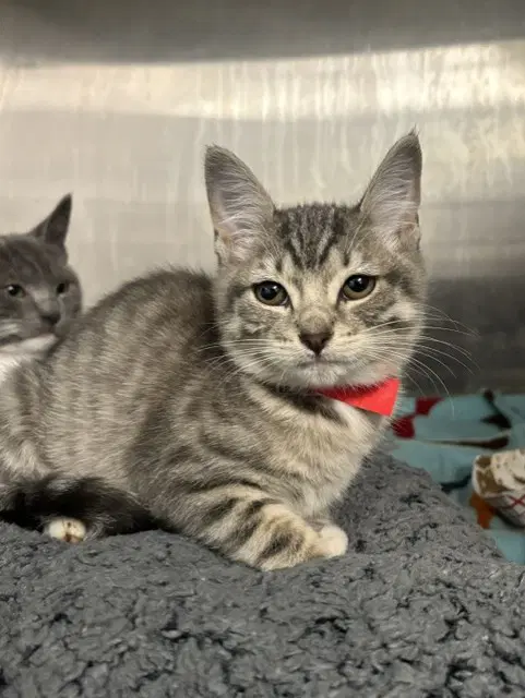 Hope - Domestic Short Hair