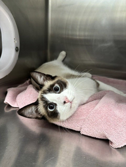 SEAL, a cat for adoption from Fremont (Tricity) Animal Shelter