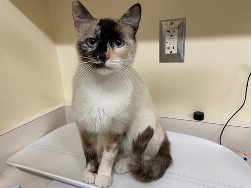 SNOWFLAKE, a cat for adoption from Fremont (Tricity) Animal Shelter