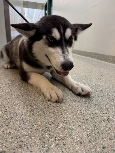 Wolfie, Siberian Husky (medium coat)