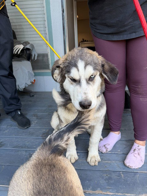 Grumpy, Siberian Husky (medium coat)