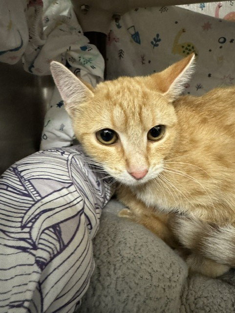 AUDREY, a cat for adoption from Fremont (Tricity) Animal Shelter