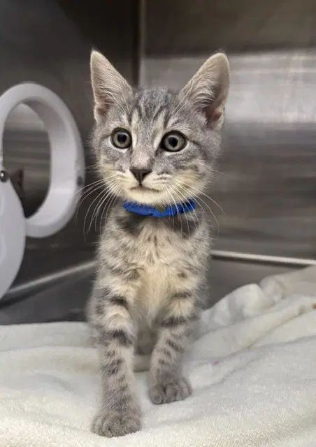 Brz - Domestic Short Hair