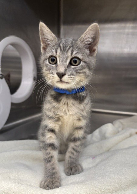 Brz, Domestic Short Hair (medium coat)