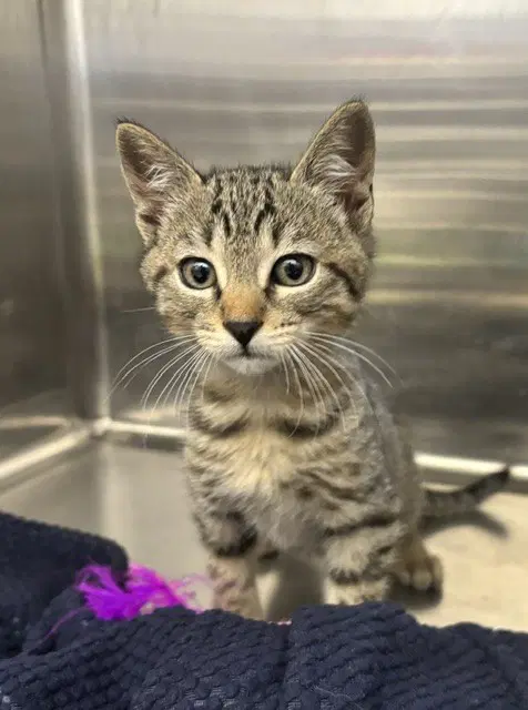 Wrx - Domestic Short Hair