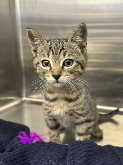 Wrx, Domestic Short Hair (medium coat)