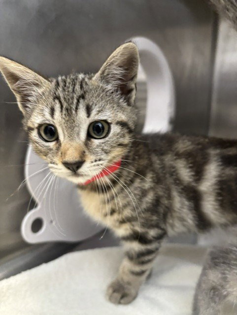 Solterra, Domestic Short Hair (medium coat)