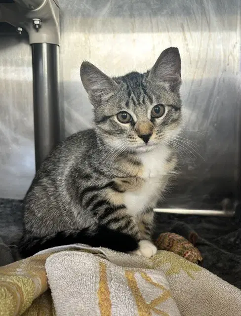 Unknown - Domestic Short Hair