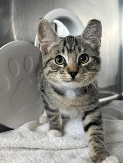 Unknown - Domestic Short Hair