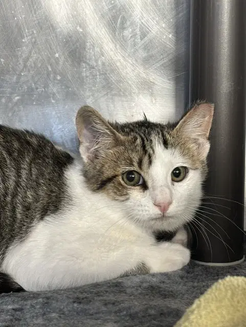 Unknown - Domestic Short Hair
