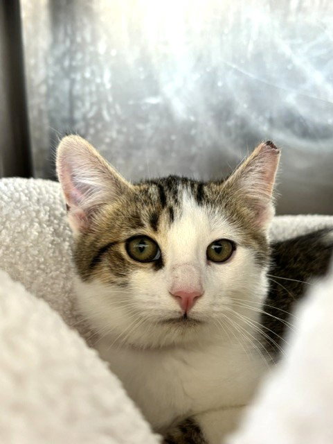 Jinx, Domestic Short Hair (medium coat)