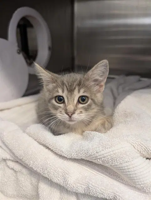 Premium -Passenger - Domestic Short Hair