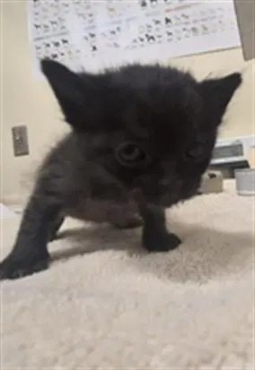 Left Sock - Domestic Short Hair