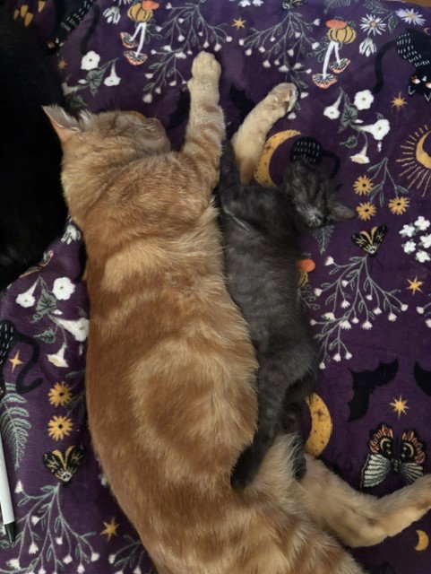 Suge, Domestic Short Hair (medium coat)