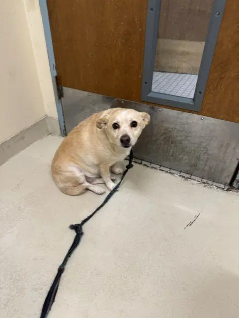 Girl - Chihuahua