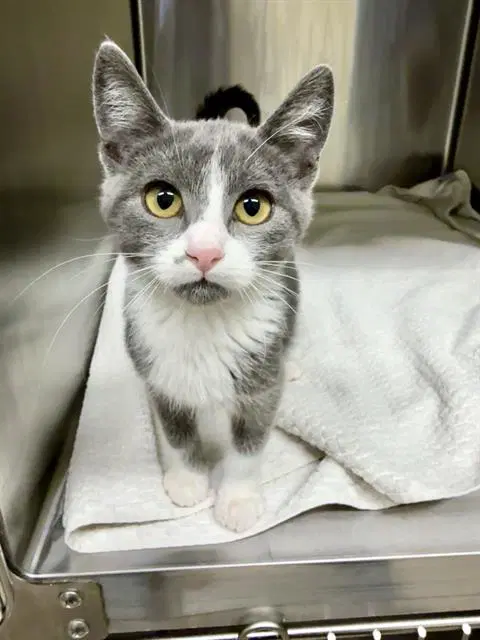 Boo - Domestic Short Hair