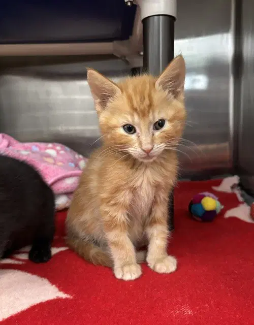 Comet - Domestic Short Hair
